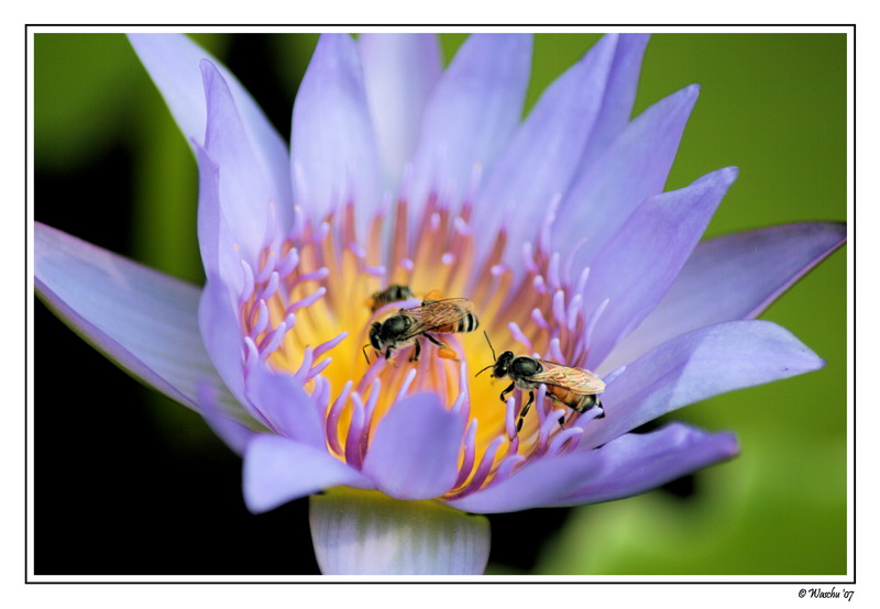 Pollen Gartherer.JPG